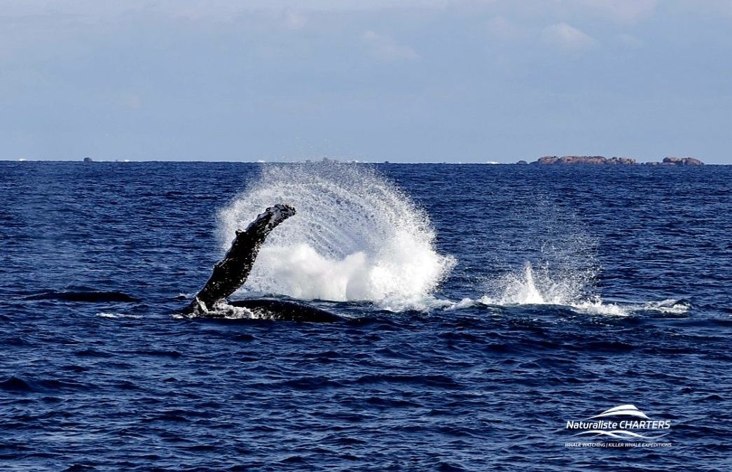 Humpback Activity Time: 20.06.24 Afternoon Tour